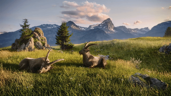Steinbock 